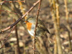 SX12313 Close up of Robin on twig.jpg